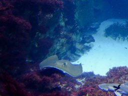 Haus des Meeres 4.02.2026